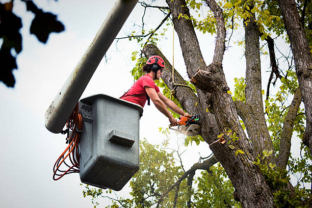 Best Tree and Shrub Care  in Thomaston, GA